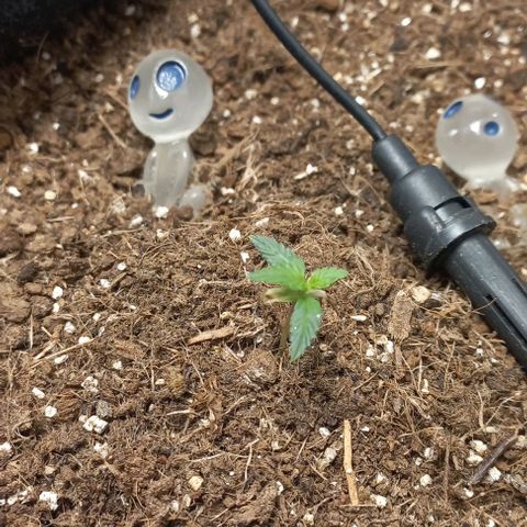 Viuvinha growlog photo: A outra morreu, mas essa agora começou a crescer finalmente