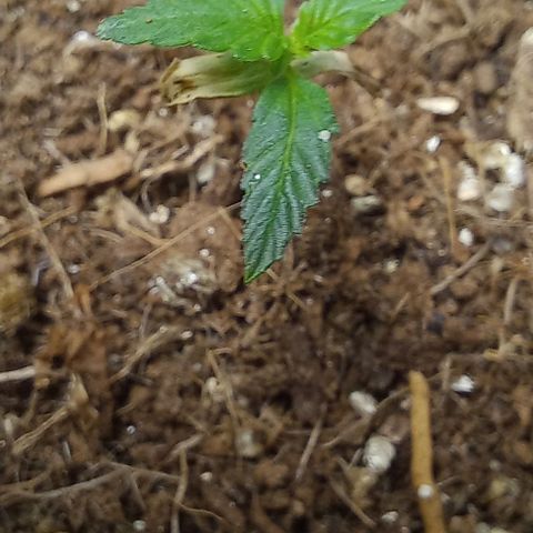 Viuvinha growlog photo: A outra morreu, mas essa agora começou a crescer finalmente