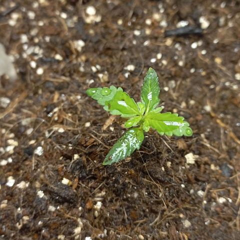 Viuvinha growlog timeline photo