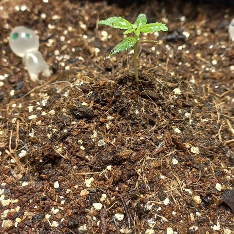 Viuvinha growlog timeline photo