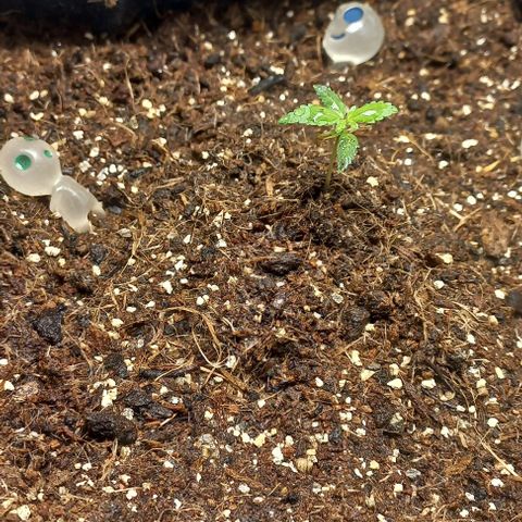 Viuvinha growlog timeline photo