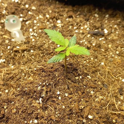 Viuvinha growlog photo: Tá gostando da luz