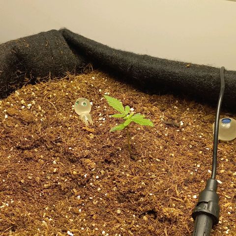 Viuvinha growlog photo: Mais um nó chegando