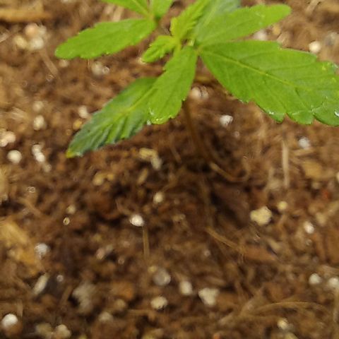 Viuvinha growlog photo: Mais um nó chegando