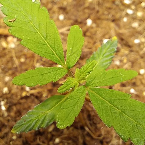 Viuvinha growlog photo: Mais um nó chegando