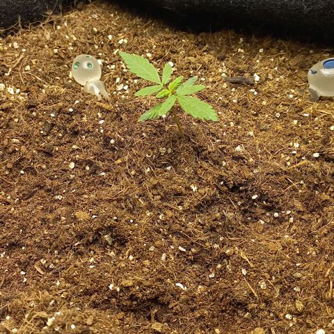 Viuvinha growlog photo: Bgl tá ficando lindo
