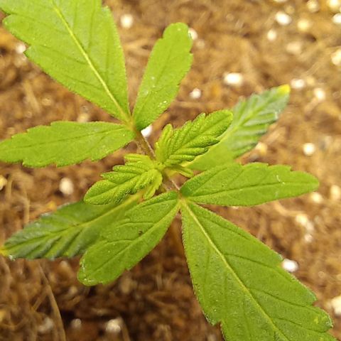 Viuvinha growlog photo: Bgl tá ficando lindo