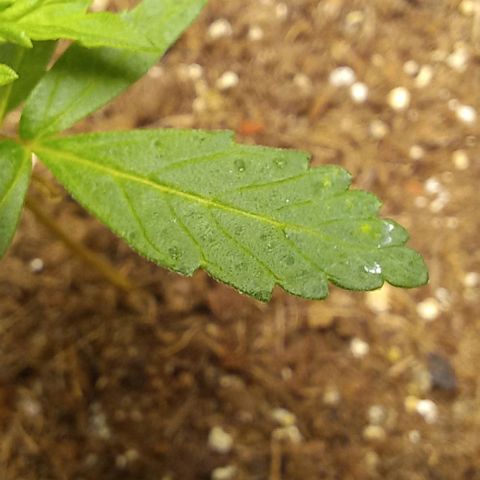 Viuvinha growlog timeline photo