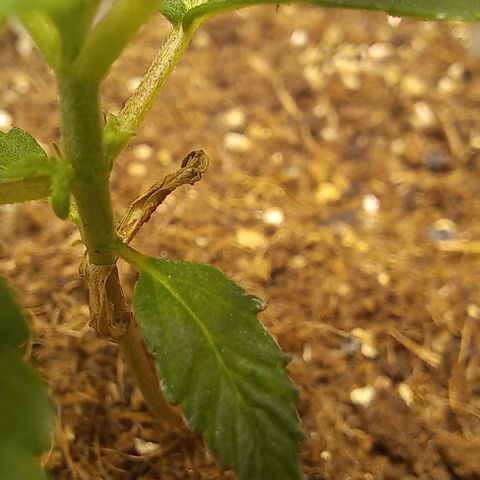 Viuvinha growlog timeline photo