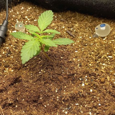 Viuvinha growlog timeline photo