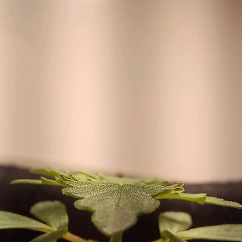 Viuvinha growlog timeline photo
