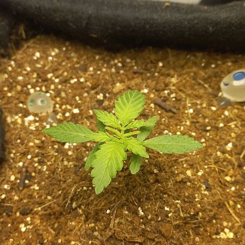 Viuvinha growlog timeline photo