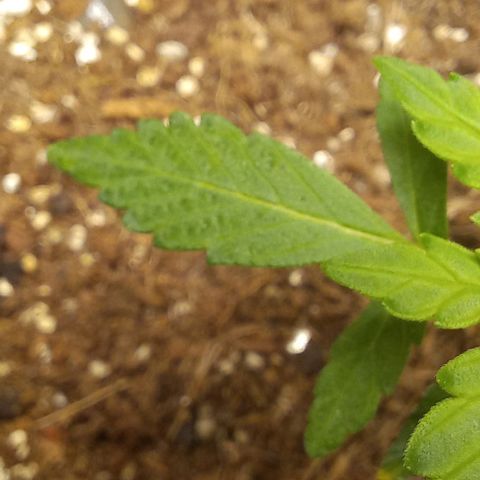 Viuvinha growlog timeline photo