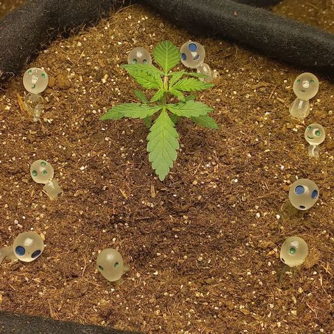Viuvinha growlog timeline photo