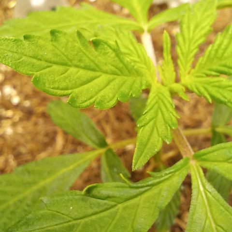 Viuvinha growlog timeline photo