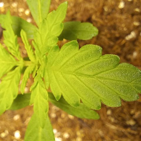 Viuvinha growlog timeline photo