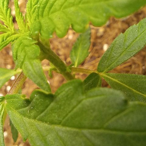 Viuvinha growlog timeline photo