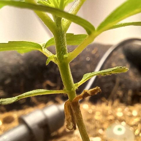 Viuvinha growlog timeline photo