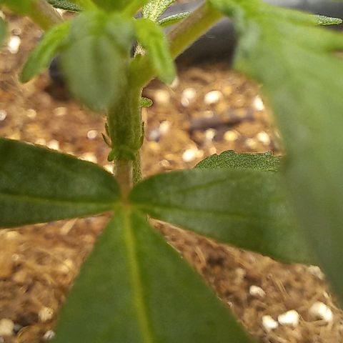 Viuvinha growlog timeline photo