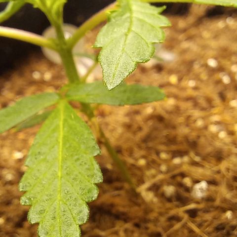 Viuvinha growlog timeline photo