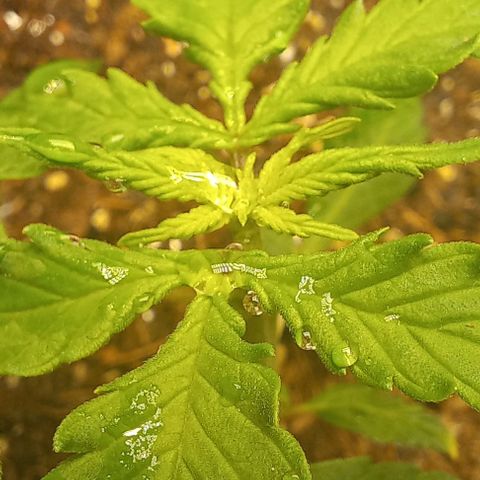 Viuvinha growlog timeline photo