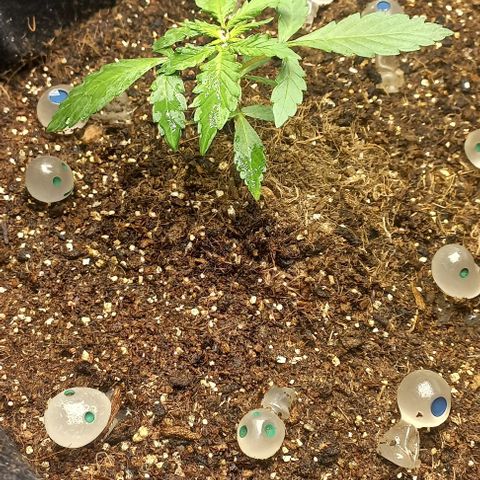 Viuvinha growlog timeline photo