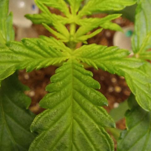 Viuvinha growlog timeline photo