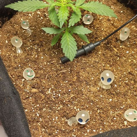 Viuvinha growlog timeline photo