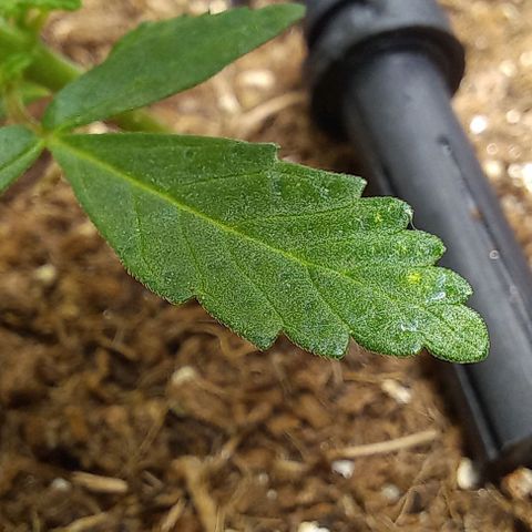 Viuvinha growlog timeline photo
