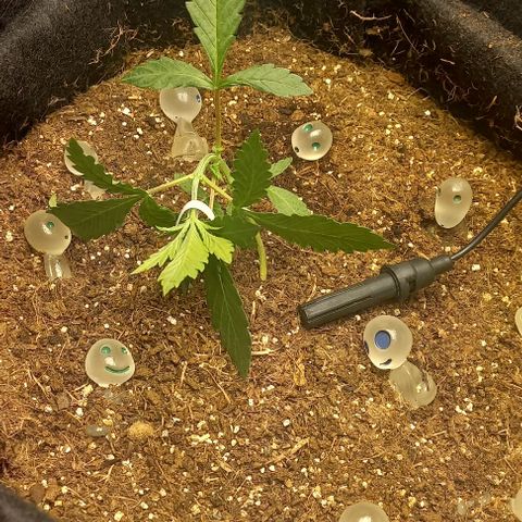 Viuvinha growlog photo: Primeiro LST