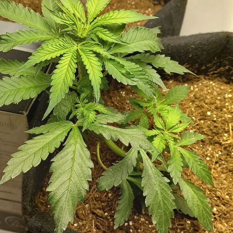 Viuvinha growlog photo: Chá de revelação 