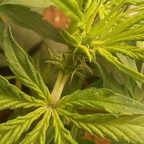 Viuvinha growlog photo: Chá de revelação 