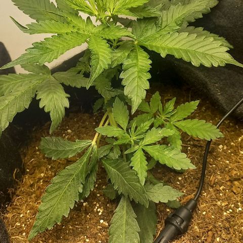 Viuvinha growlog timeline photo