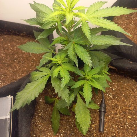 Viuvinha growlog timeline photo