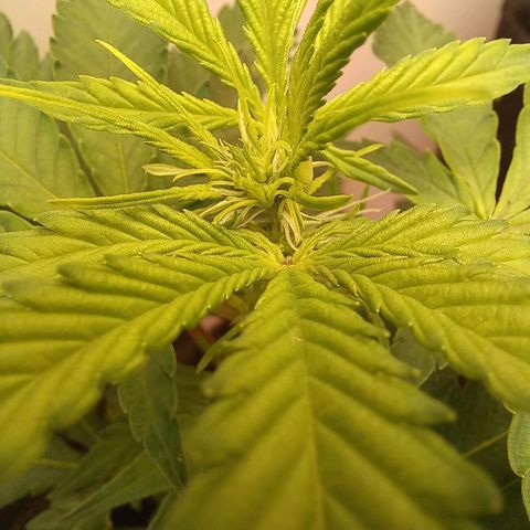 Viuvinha growlog timeline photo
