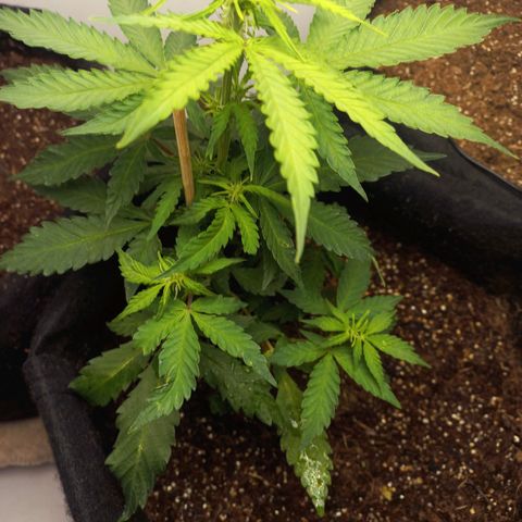Viuvinha growlog timeline photo