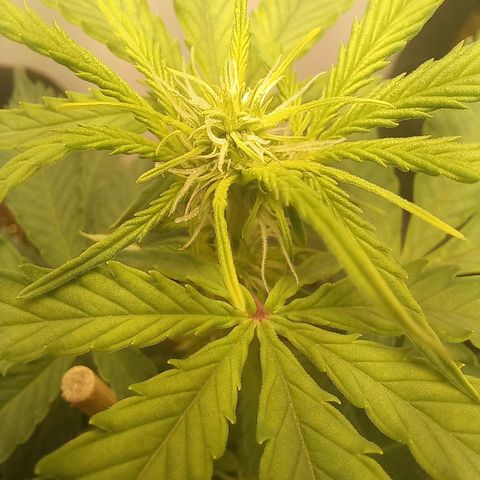 Viuvinha growlog timeline photo