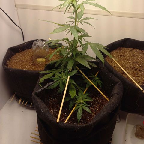Viuvinha growlog timeline photo