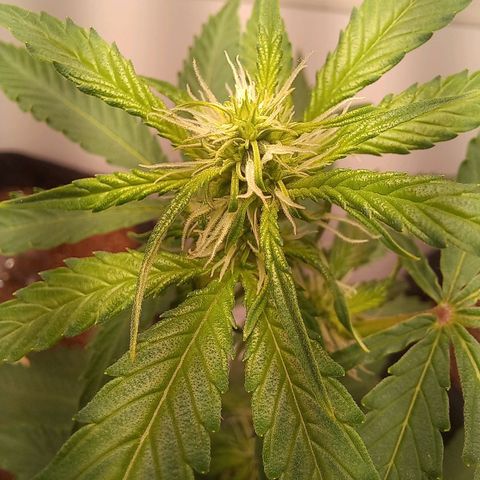 Viuvinha growlog timeline photo