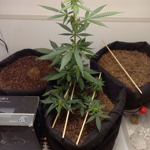 Viuvinha growlog timeline photo