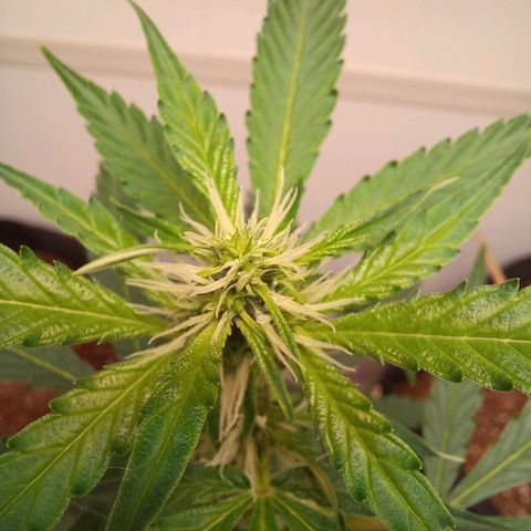 Viuvinha growlog timeline photo