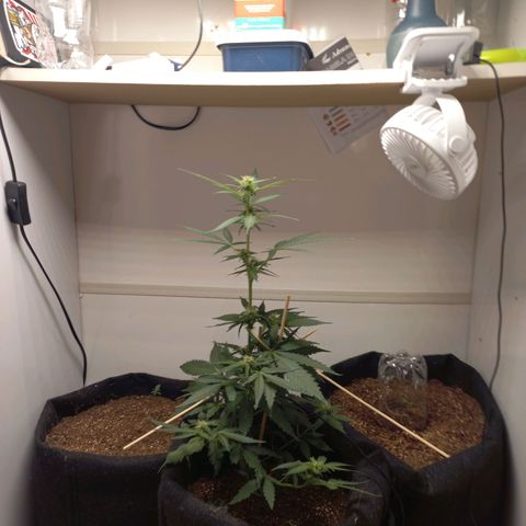 Viuvinha growlog timeline photo