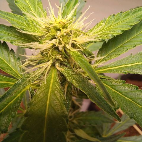Viuvinha growlog timeline photo