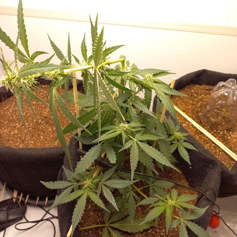 Viuvinha growlog photo: Cometi a loucura de dobrar o top pra pegar luz melhor pra planta toda