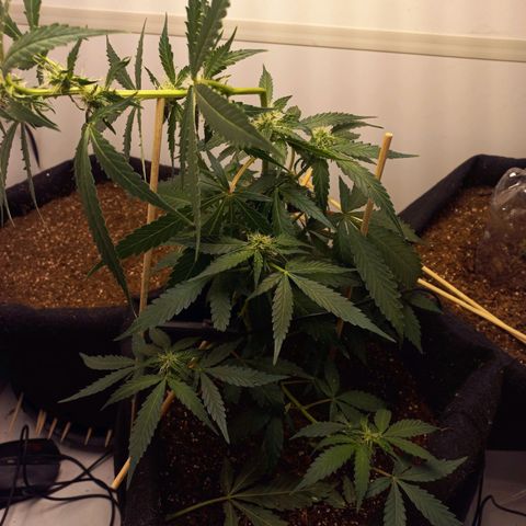 Viuvinha growlog photo: Cometi a loucura de dobrar o top pra pegar luz melhor pra planta toda