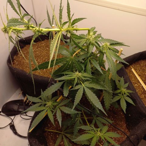Viuvinha growlog photo: Cometi a loucura de dobrar o top pra pegar luz melhor pra planta toda