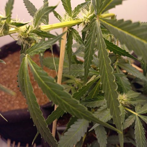 Viuvinha growlog photo: Cometi a loucura de dobrar o top pra pegar luz melhor pra planta toda