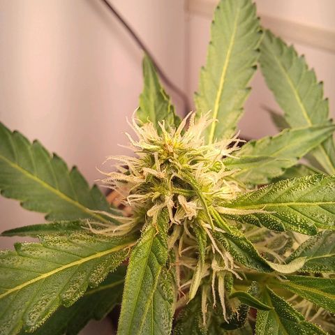 Viuvinha growlog photo: Tá aguentando a dobra por enquanto