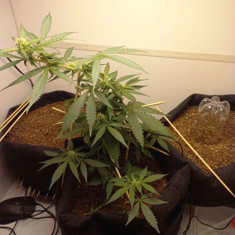 Viuvinha growlog photo: Tá aguentando a dobra por enquanto