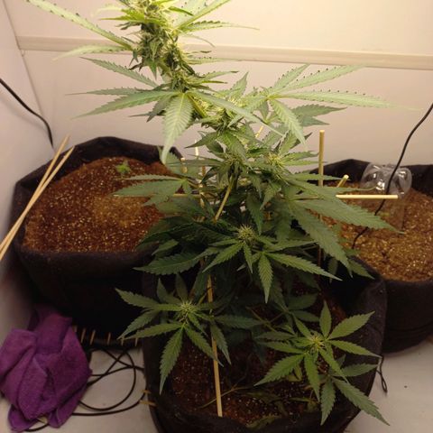 Viuvinha growlog timeline photo